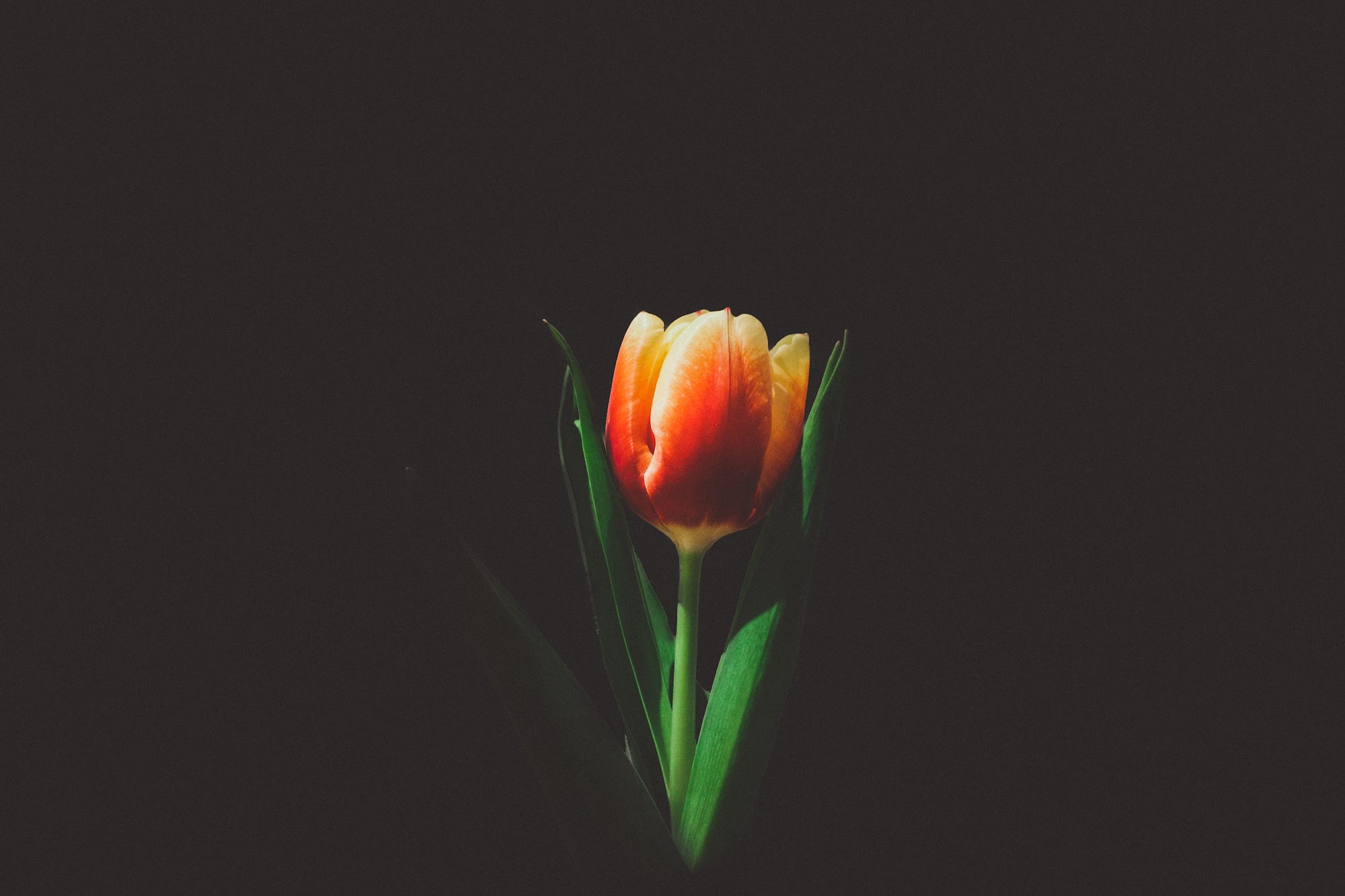 Why Tulip Mania is a Bad Comparison to Crypto | by Misha |  DataDrivenInvestor