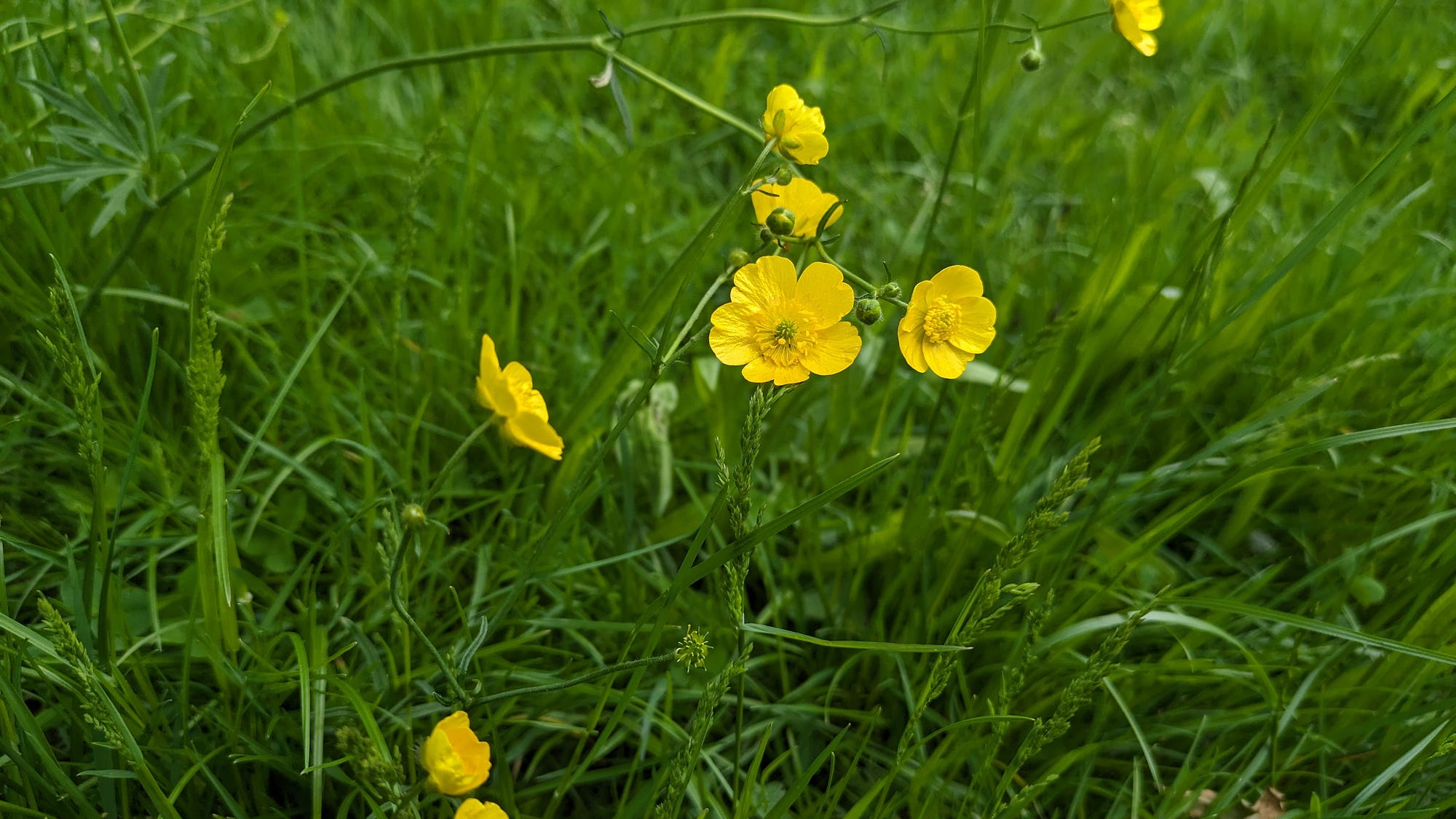 Is Buttercup A Flower 