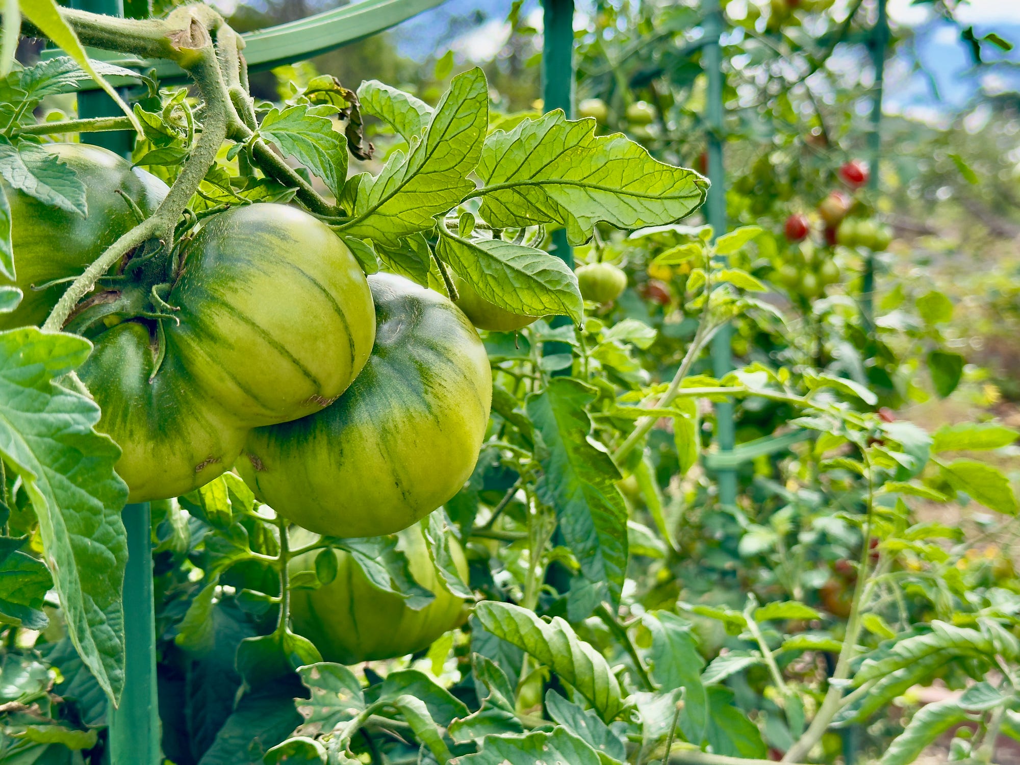 The Black Russian. The tale of a tomato | by Russ Grayson | PERMACULTURE  journal | Medium