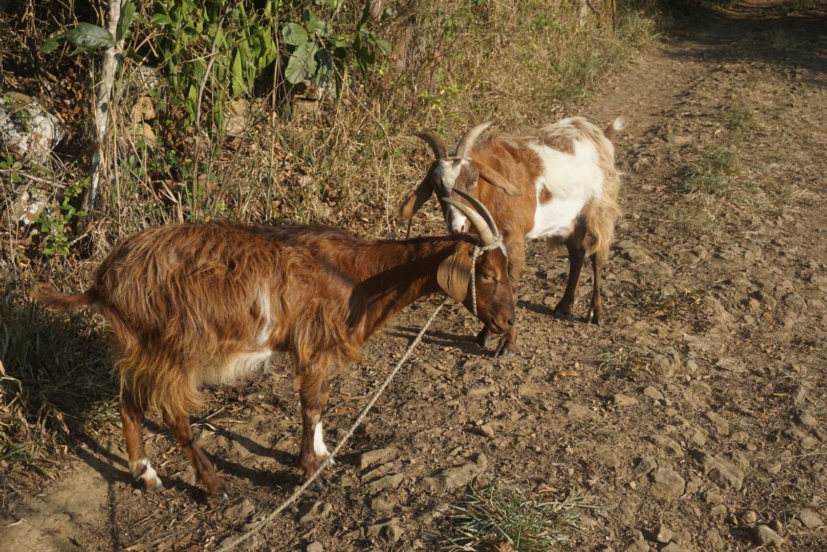 An couple of old goats follows me looking for food on a gravel road just  after sunrise Stock Photo