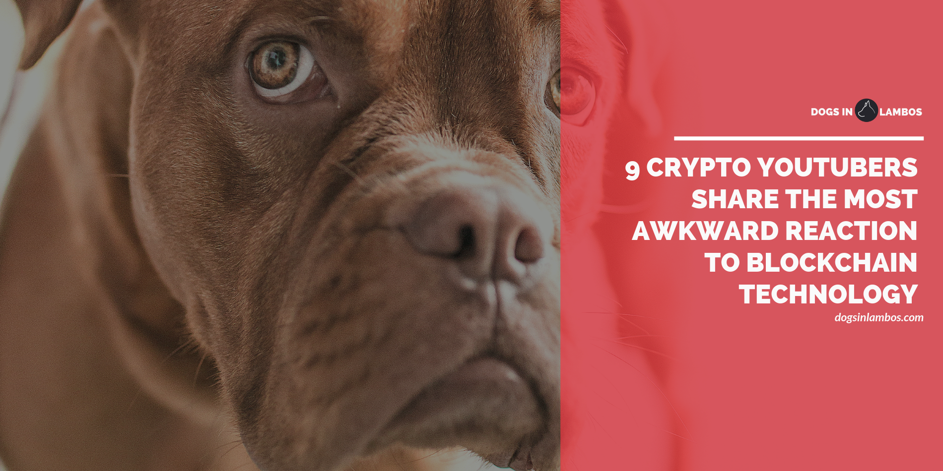 9 Crypto YouTubers Share the Most Awkward Reaction to Blockchain Technology  | by Mihai Herman | HERMAN MEDIA | Medium