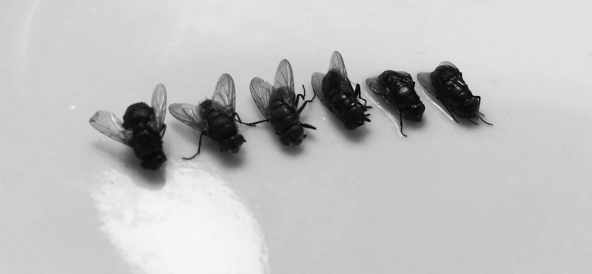 10 Effective Ways to Get Rid of Houseflies at Home Naturally and Safely