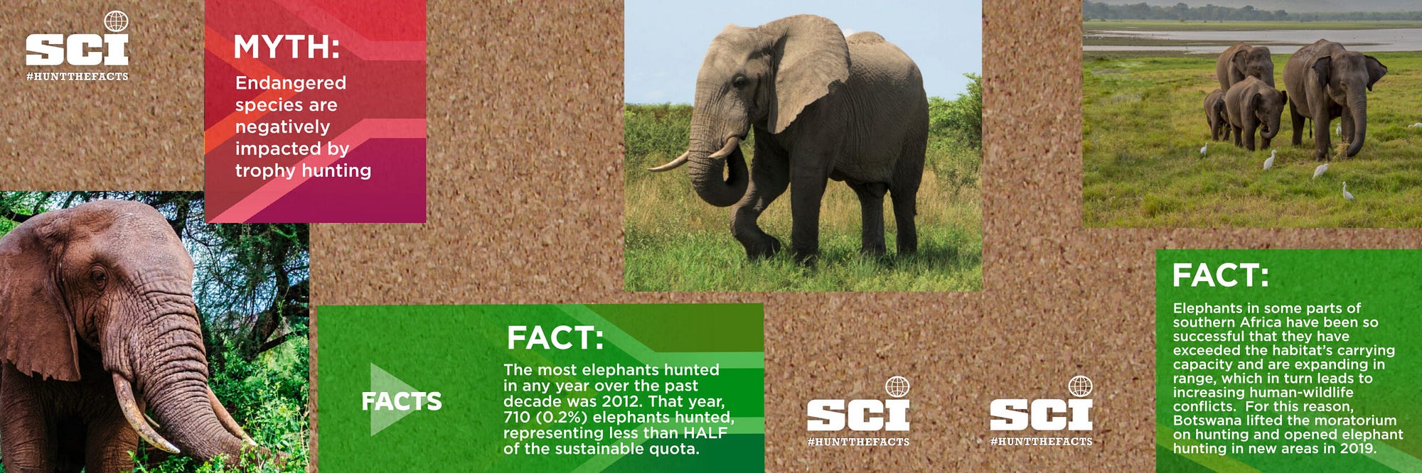 Hunt Elephants to Save Them?. Safari Club International, You're…, by  Madison Bradley, Environmental Action 2021