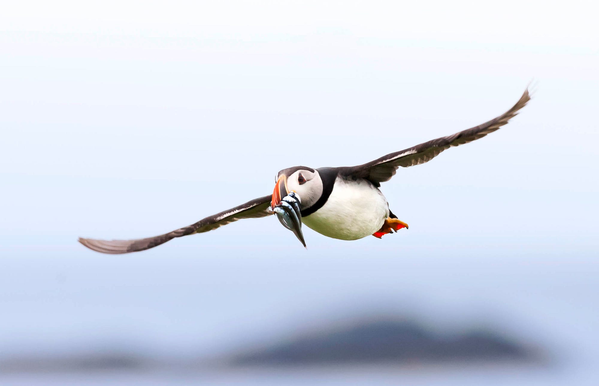 Visit the Farne Islands and Photograph Puffins | by Adam Karnacz | Medium