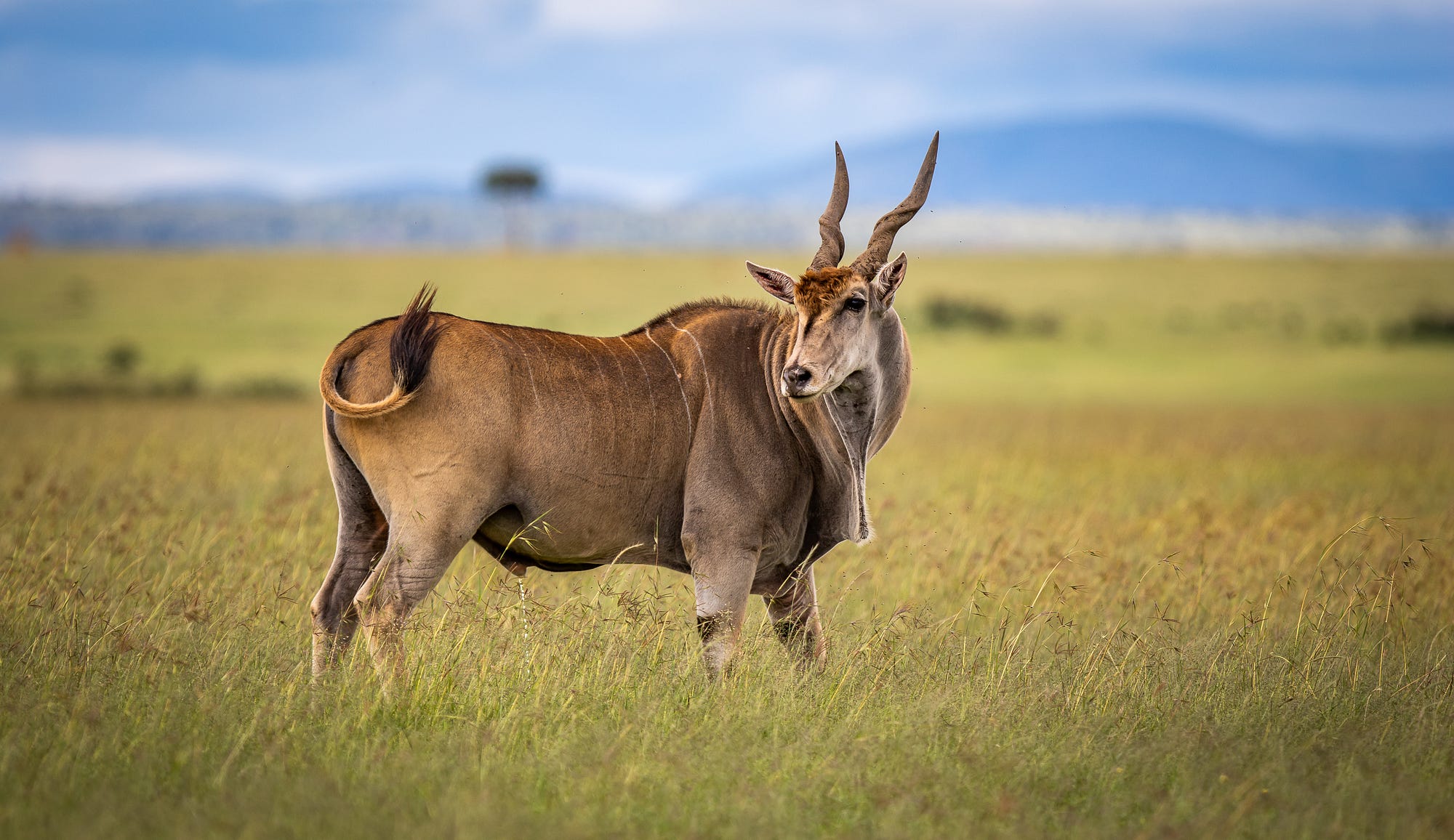 The Time the British Tried to Turn Antelope into Farm Animals | by Luke  Hollomon M.S. | Medium