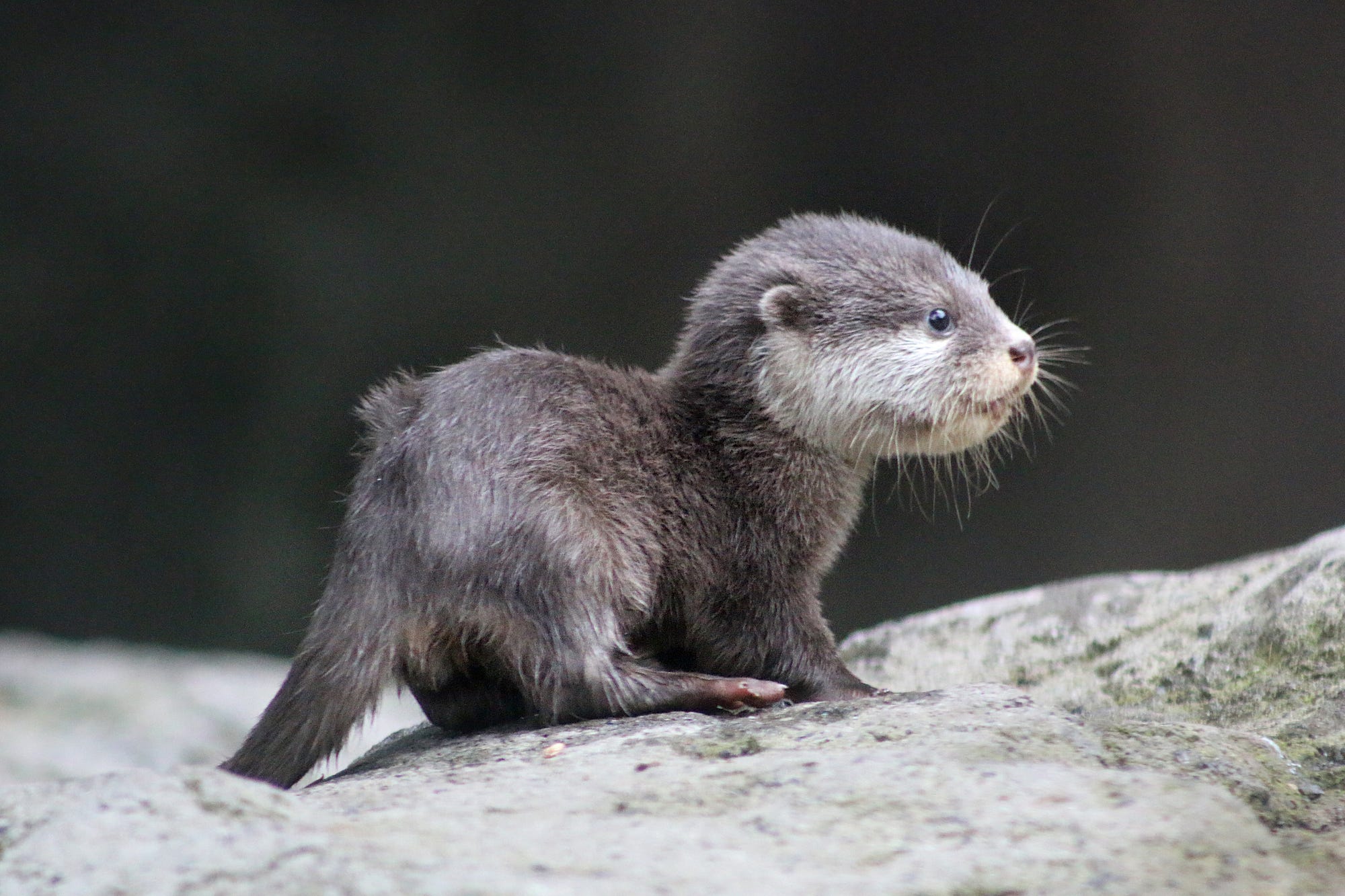 Baby River Otters Playing