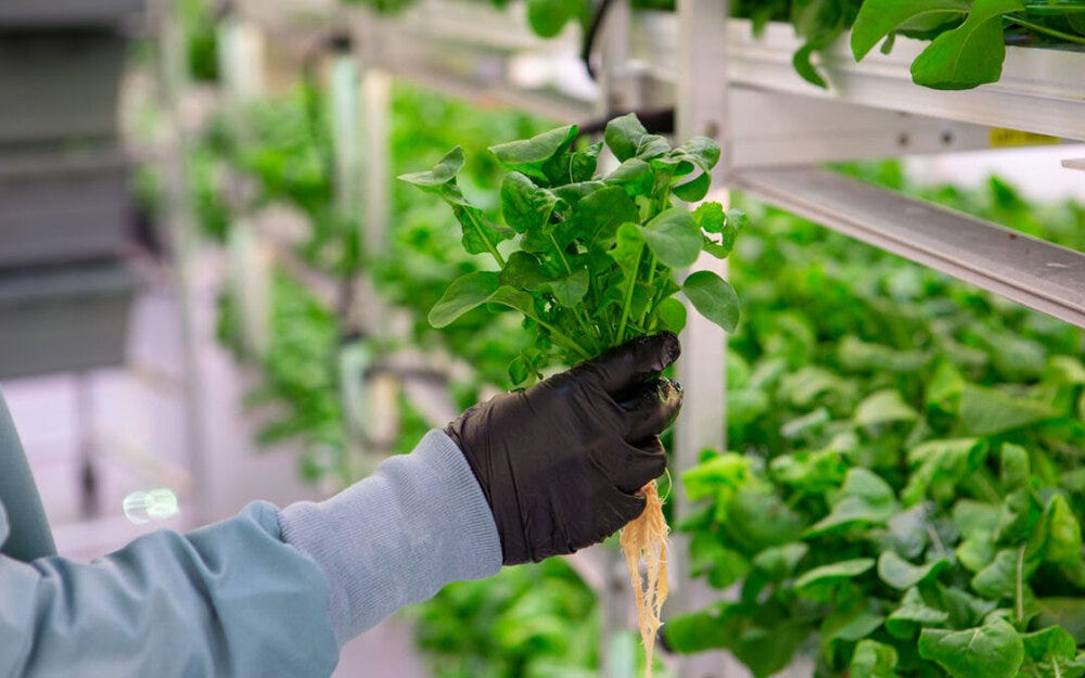 A Beginner's Guide To Hydroponics | by Rachel Lee | Medium