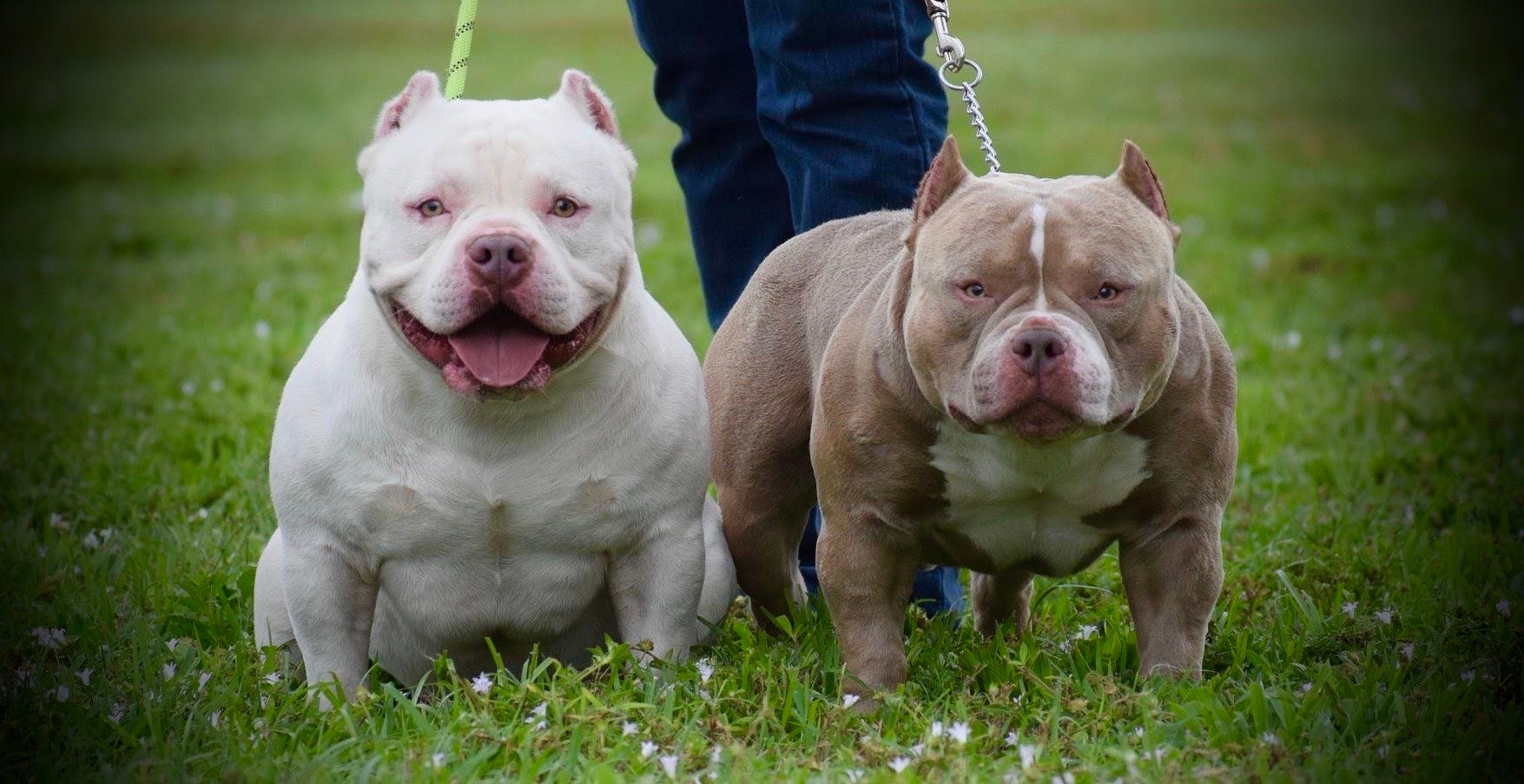 Legend Louis V Line's Venom is Producing Some Of The Best American Bullies, by BULLY KING Magazine