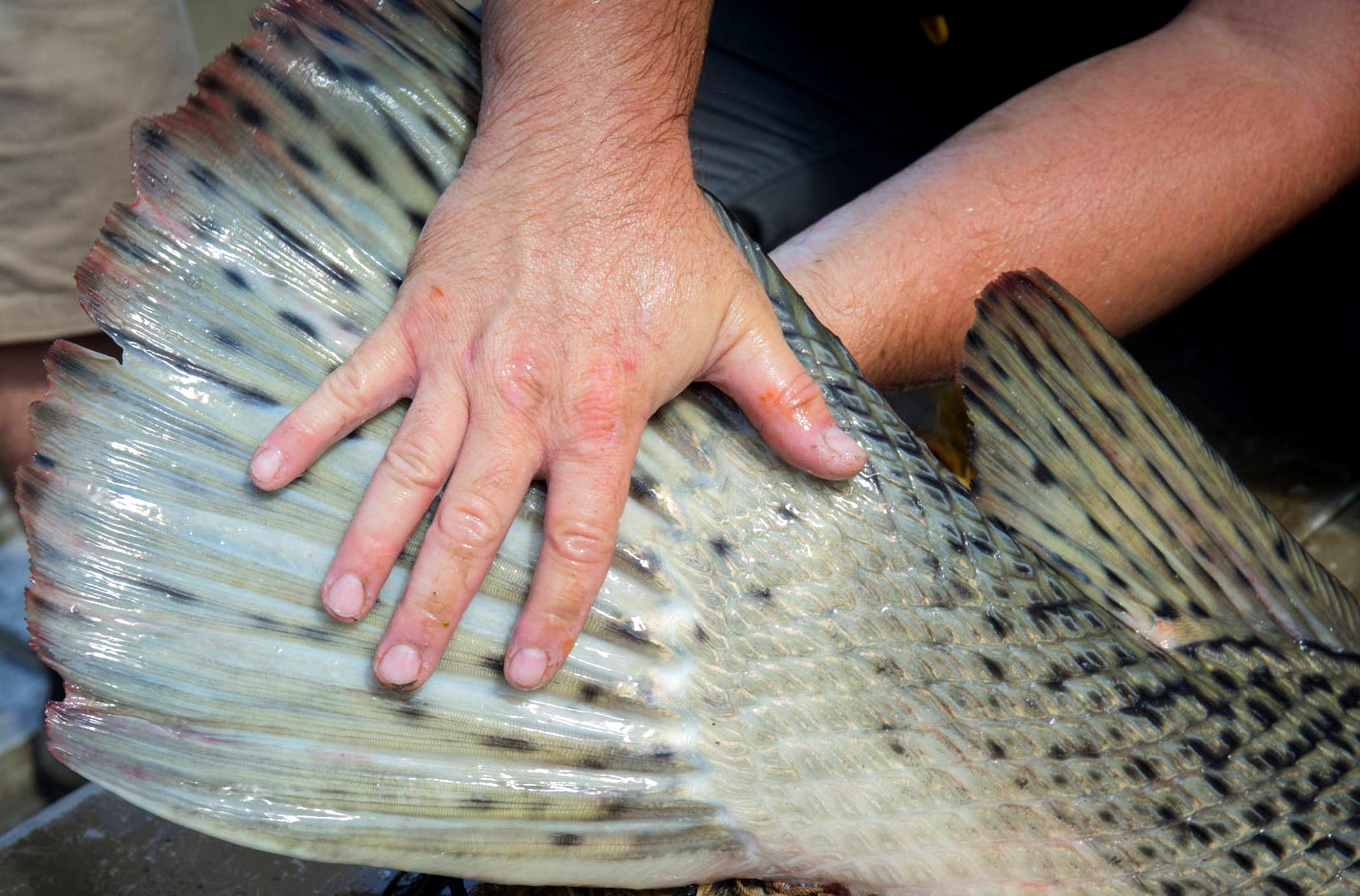 Handling Big Fish, part 1