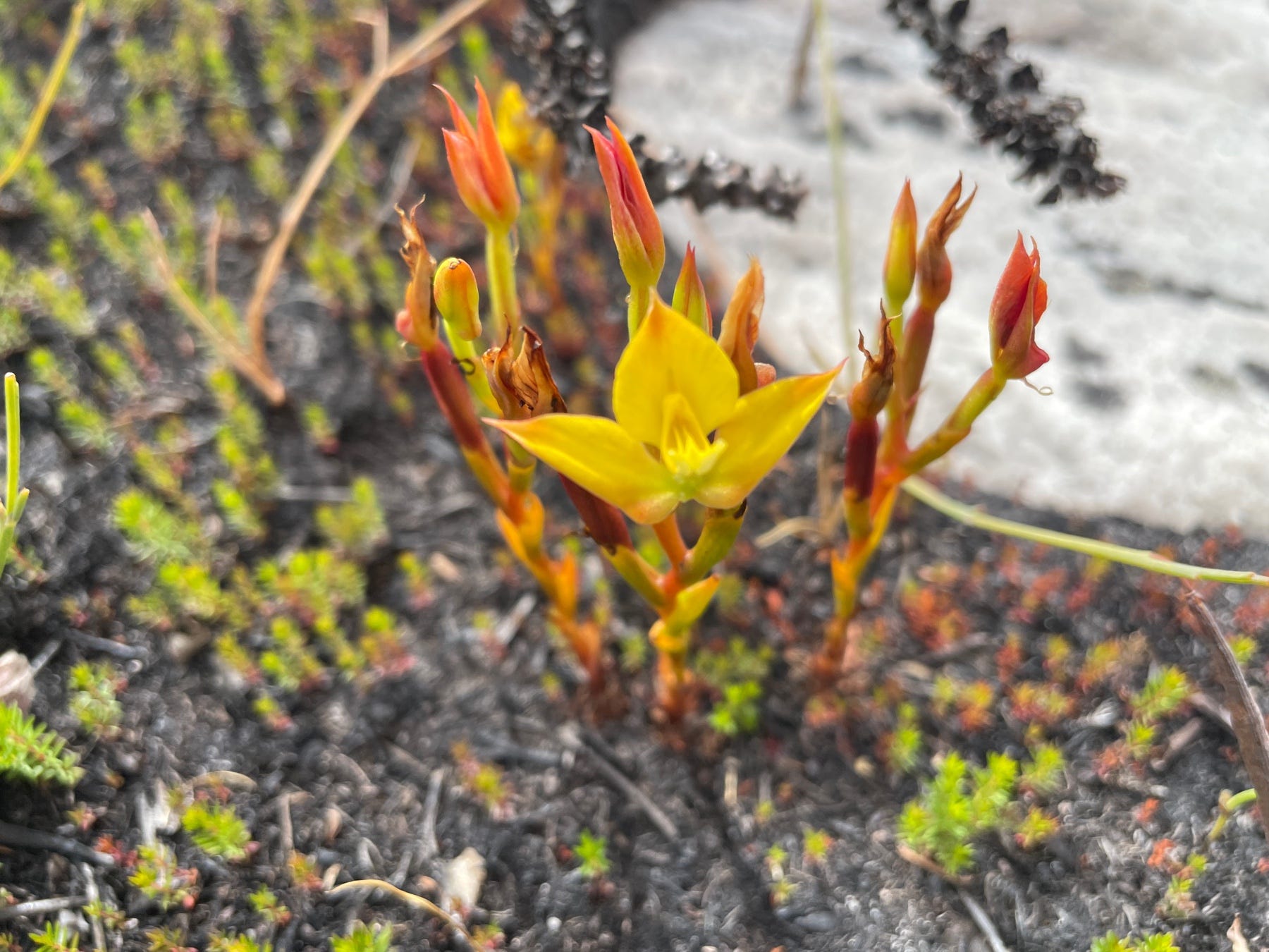 olivenbaum essbare oliven Olea (Olivenbaum) kaufen? | Dotan main image 0