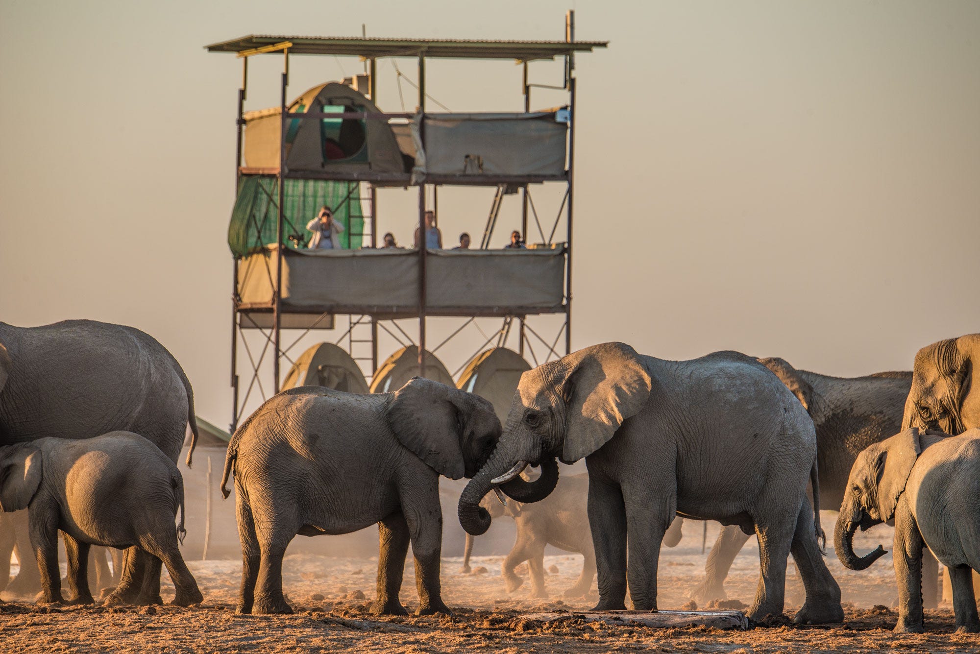My Summer Vacation: Three Weeks with Elephants