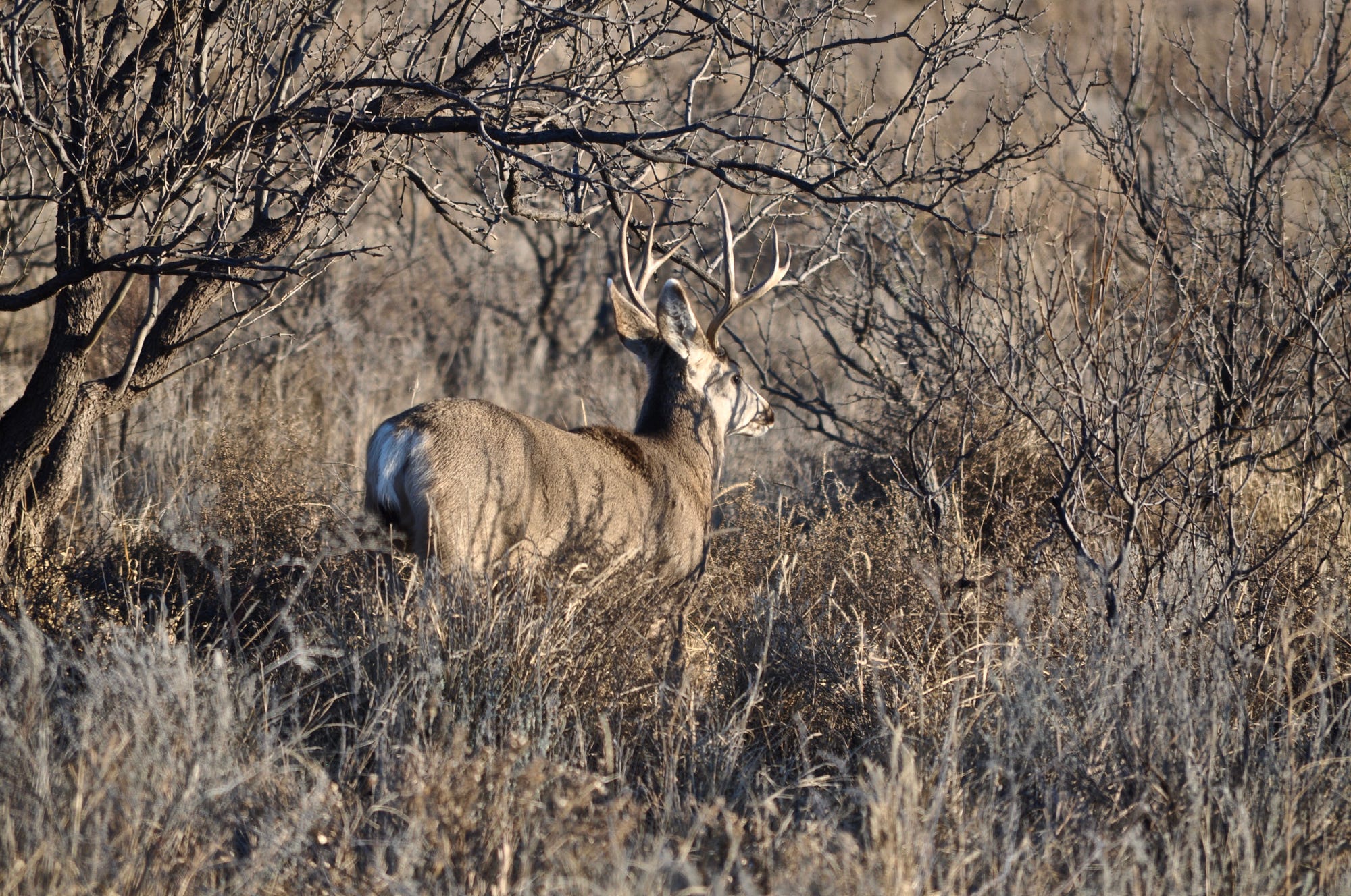 A blown stalk for mule deer. Wildlife biologist and outdoor writer… | by  Hornady Manufacturing | The Hole Story