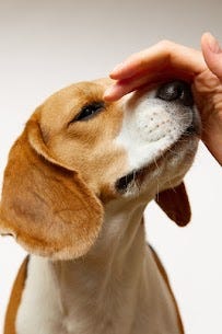 Best Dog Day Care in Kondapur — Trusted Pet Care at The Canine Homestay