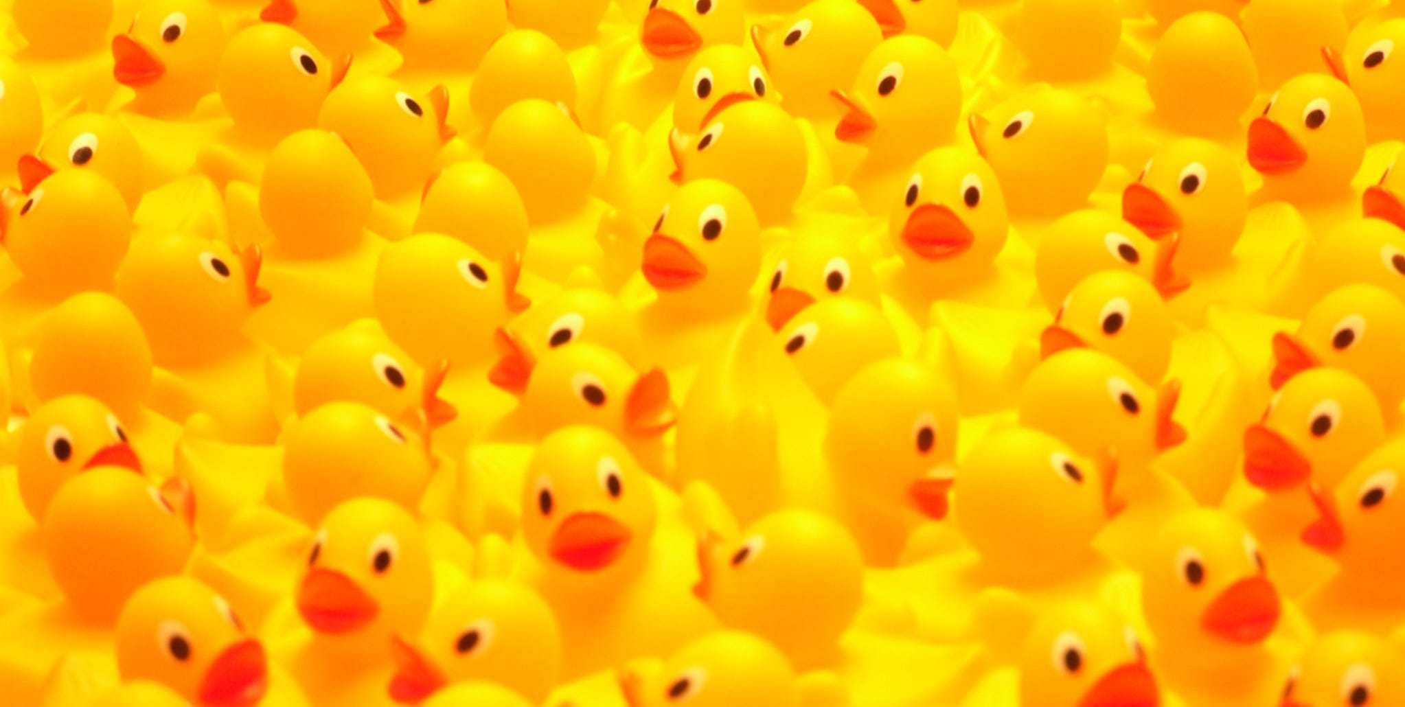 A ton of yellow rubber ducks with red beaks.