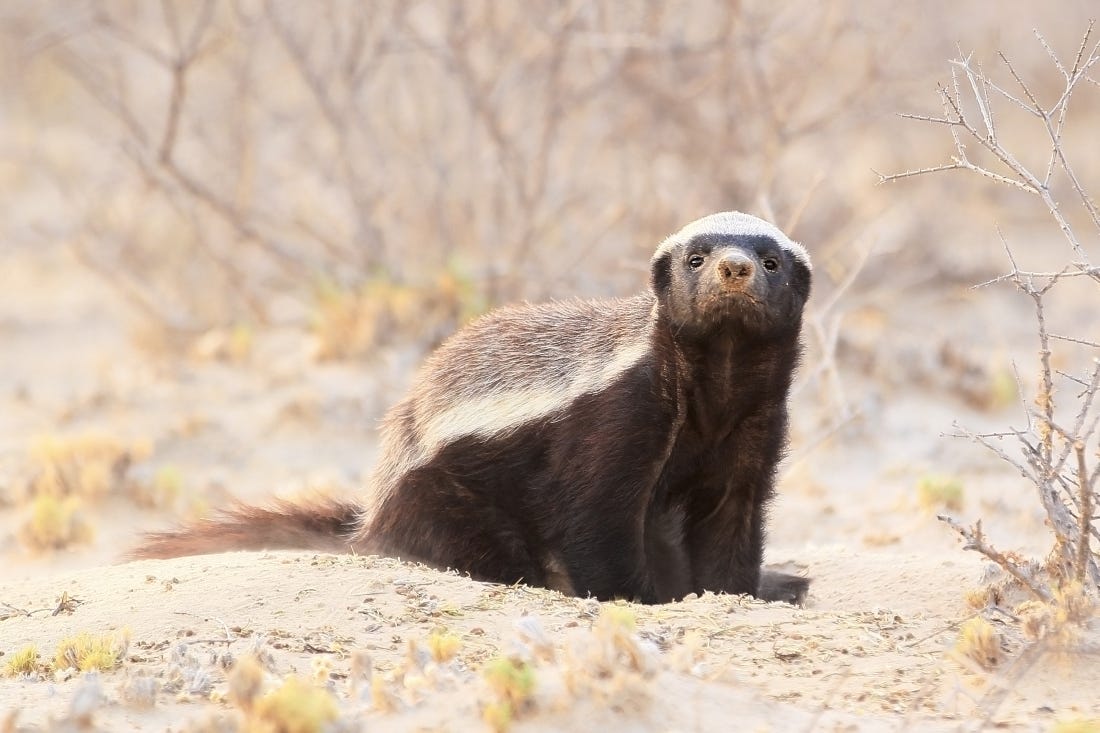 3 lessons on perseverance from a honey badger