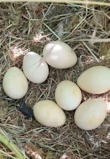 Buy Fertile Exotic Eggs For Sale Worldwide