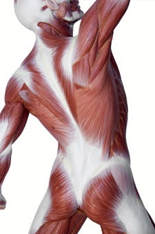 Beneath the Skin: The Quiet Intelligence World of Fascia