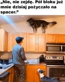 Jak w klatce