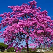 Se essa rua fosse minha.