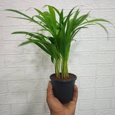 Areca palm Plants | Hibiscus Plants from Nurserylive at lowest price