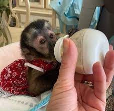Capuchin Monkey For Sale