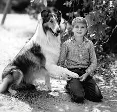This photo was taken just moments before Lassie threatened to hit Timmy upside the head if he falls down another well this week. Wikiwand.