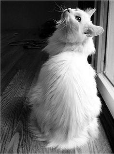 Neko.