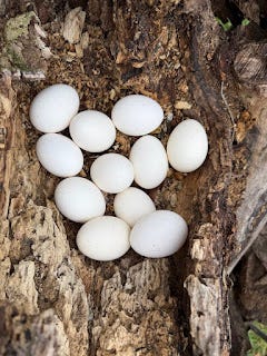 A Grade Fertile Parrot Eggs For Sale