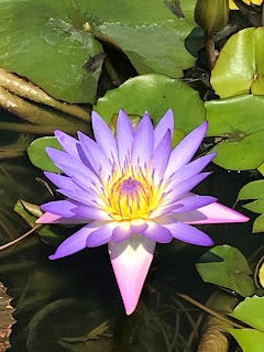 Lotus Çiçeğinin Anlamı