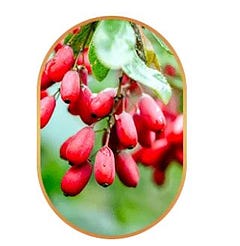 Berberine