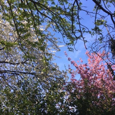 amelia – Medium