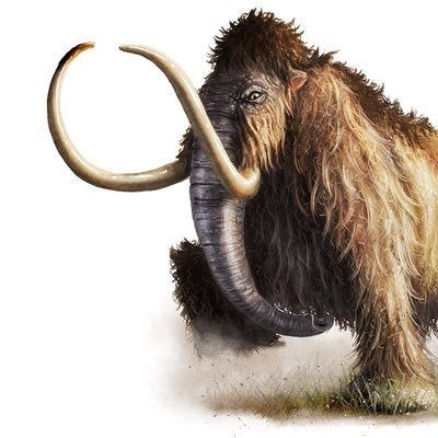 About – Agile Mammut – Medium