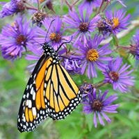 Gina D'Abella – Medium