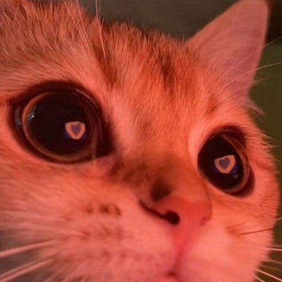 Remmy – Medium