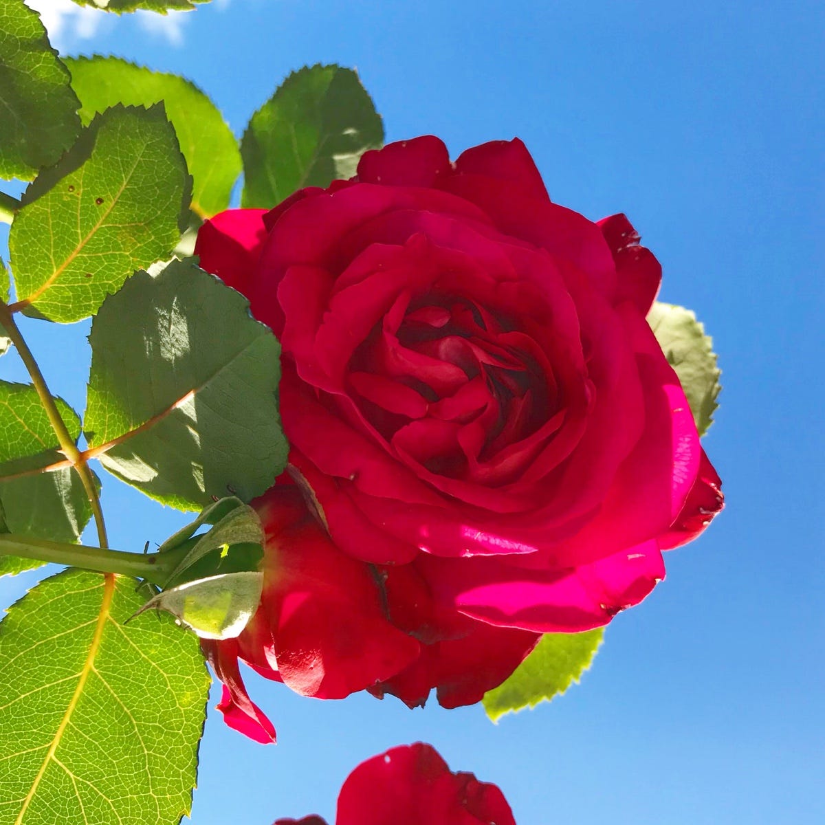 Kristin Gjerde Medium