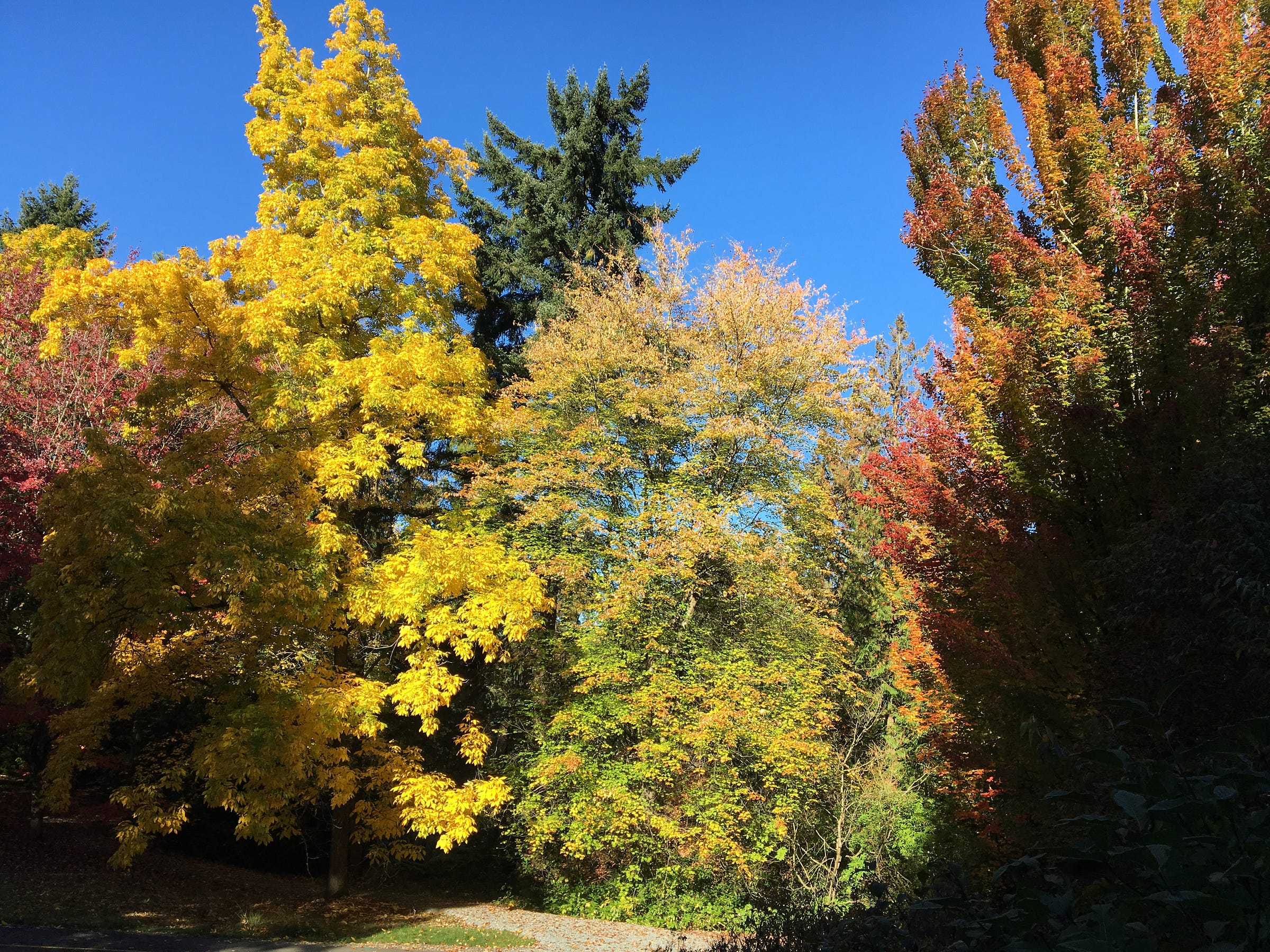 Lisa Loop – Medium