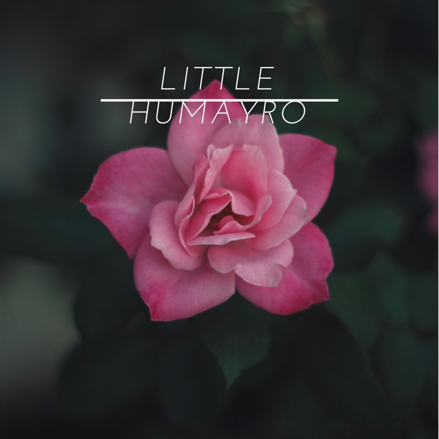 About little humayro medium