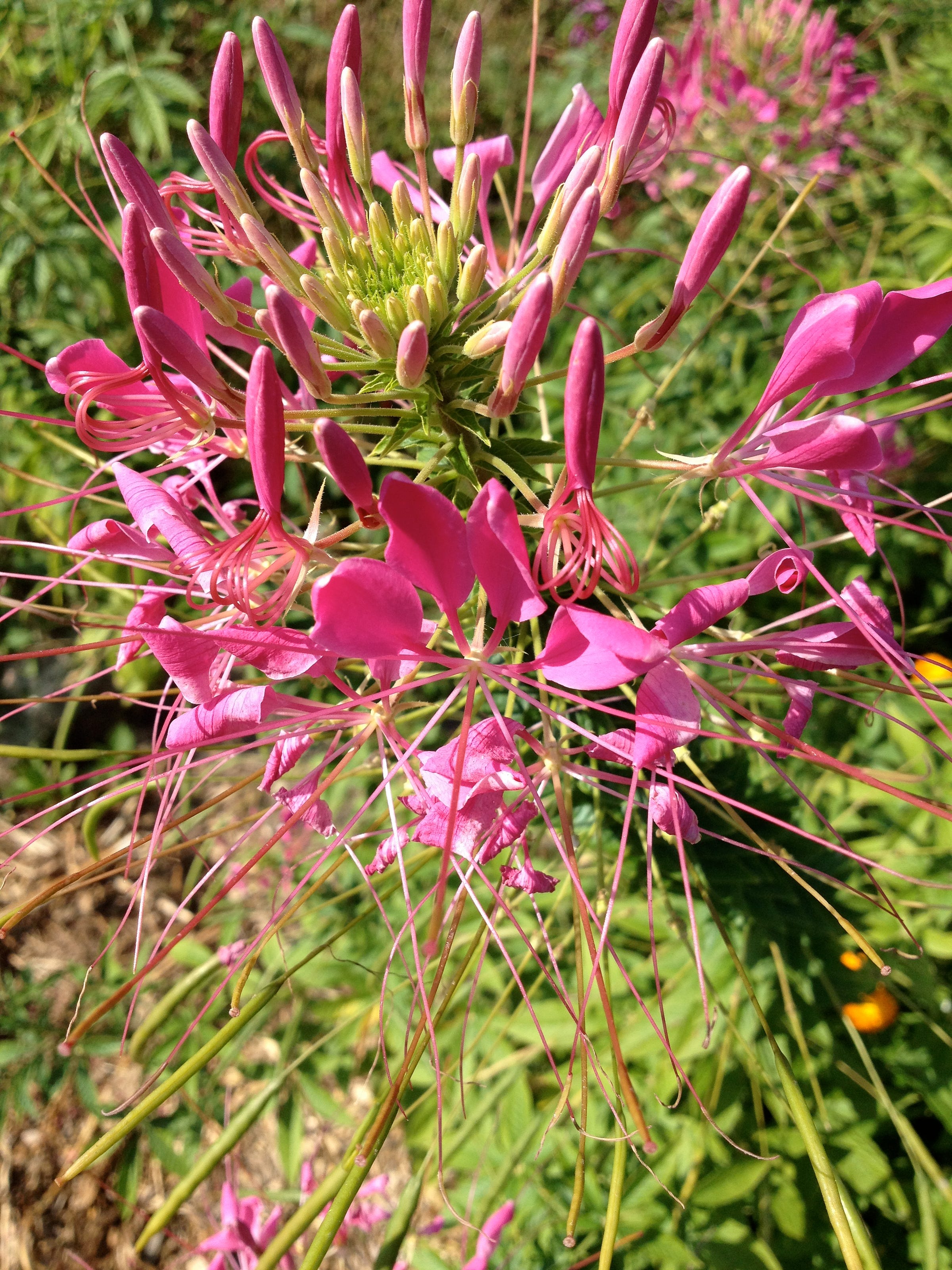 Blooming medium