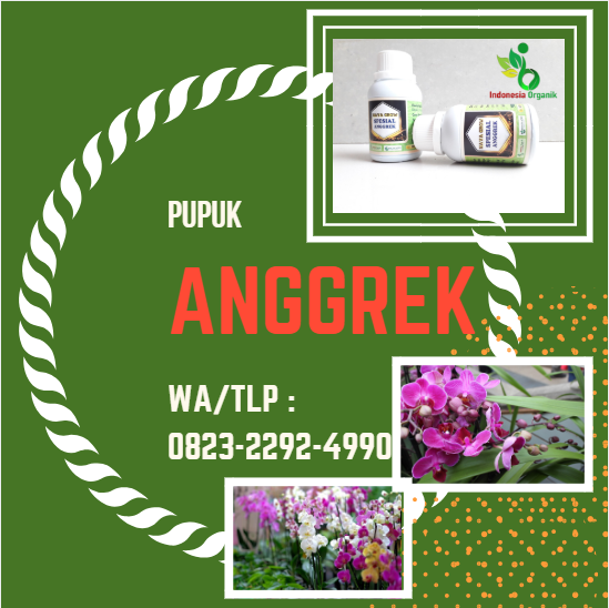 ☑️Pupuk Anggrek Terbaik 0823*2292*4990 – Medium