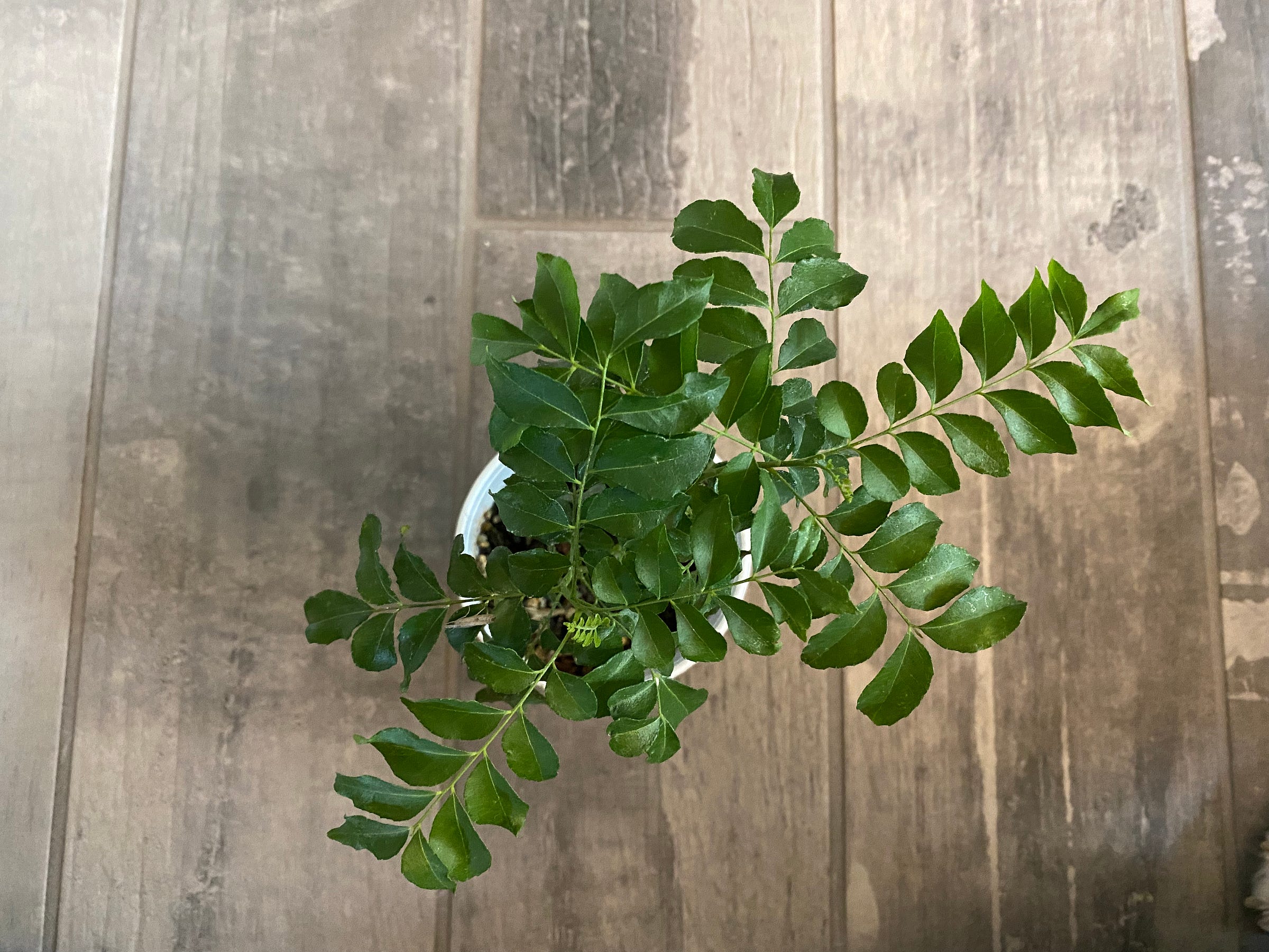 curry-leaf-plants-medium