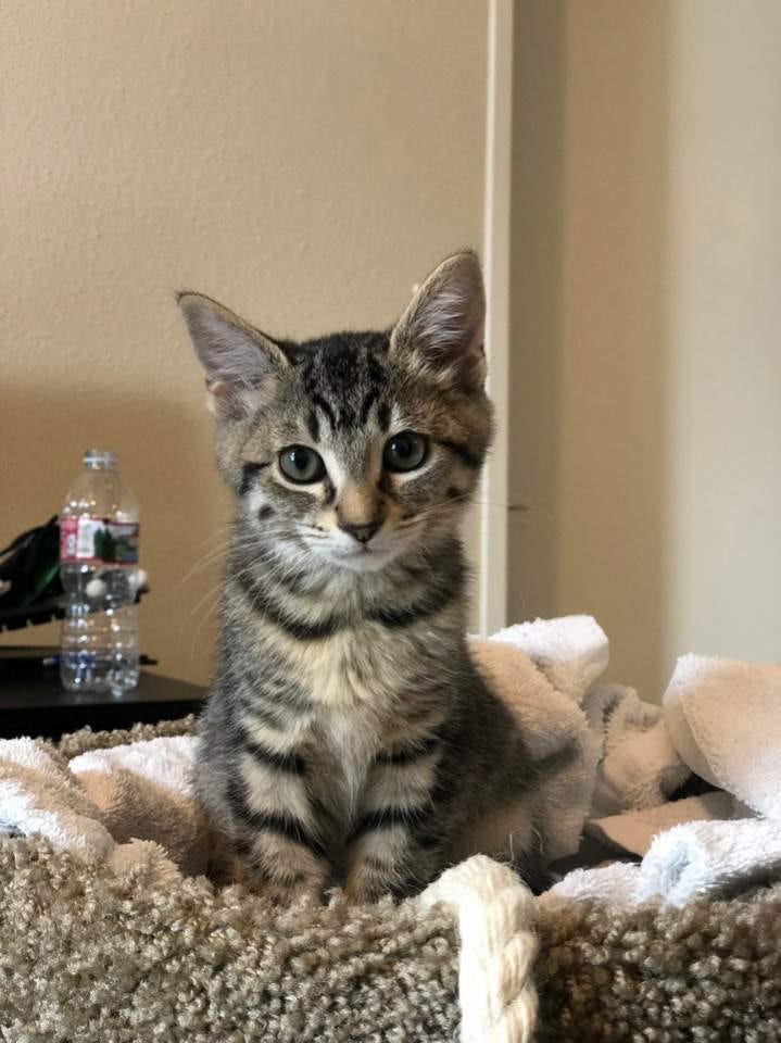 Kaylee – Medium