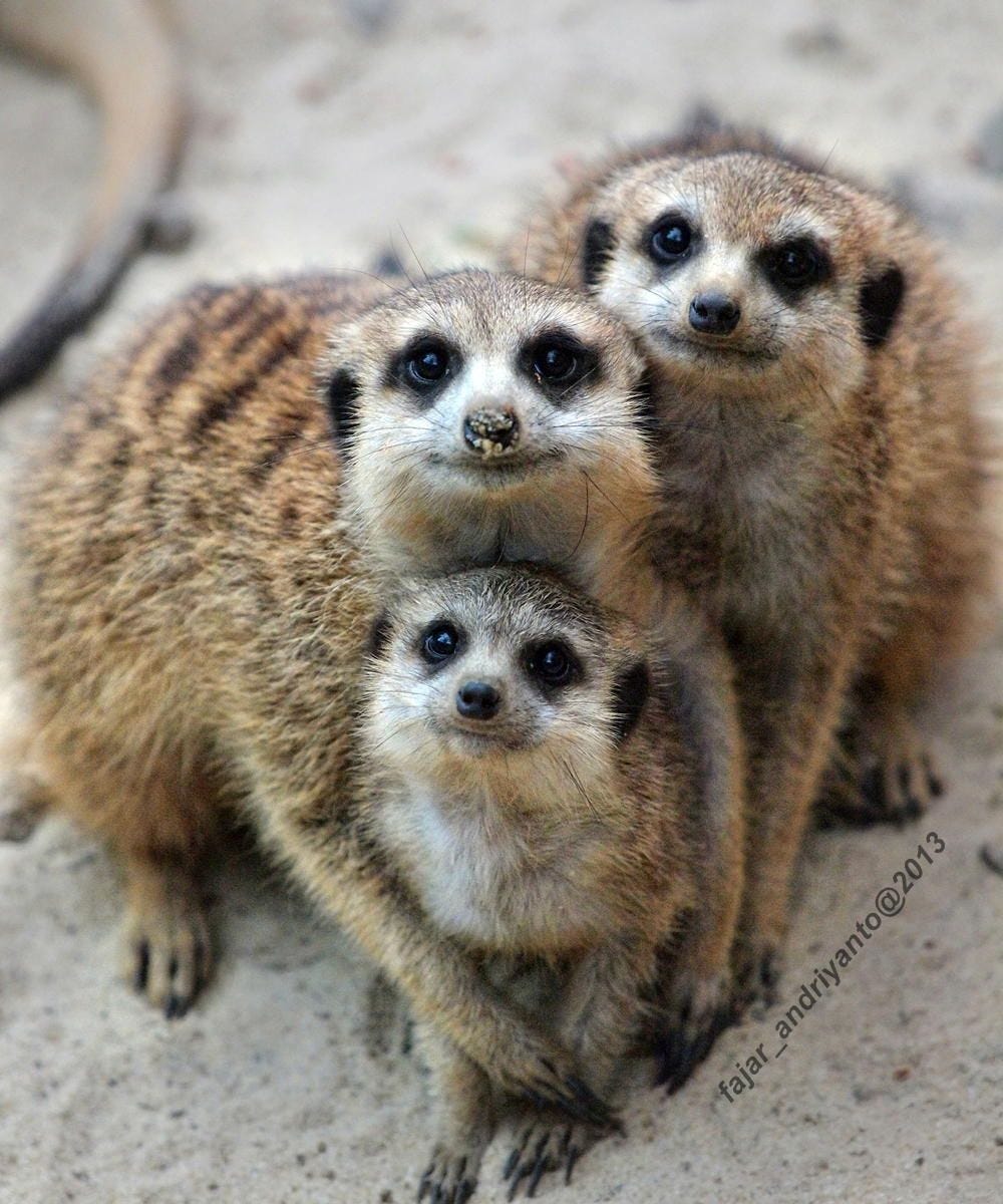Meerkats On The Road Medium meerkats-on-the-road-medium