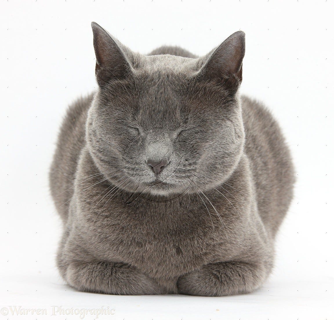 Рассмотрите фотографию кошки породы британская. Британская короткошёрстная кошка шартрез. Скоттиш шартрез. Картезианская кошка шартрез. Шартрез кот полосатый.