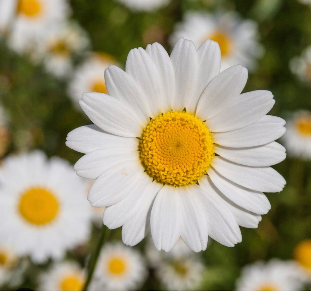 Daisy doo – Medium