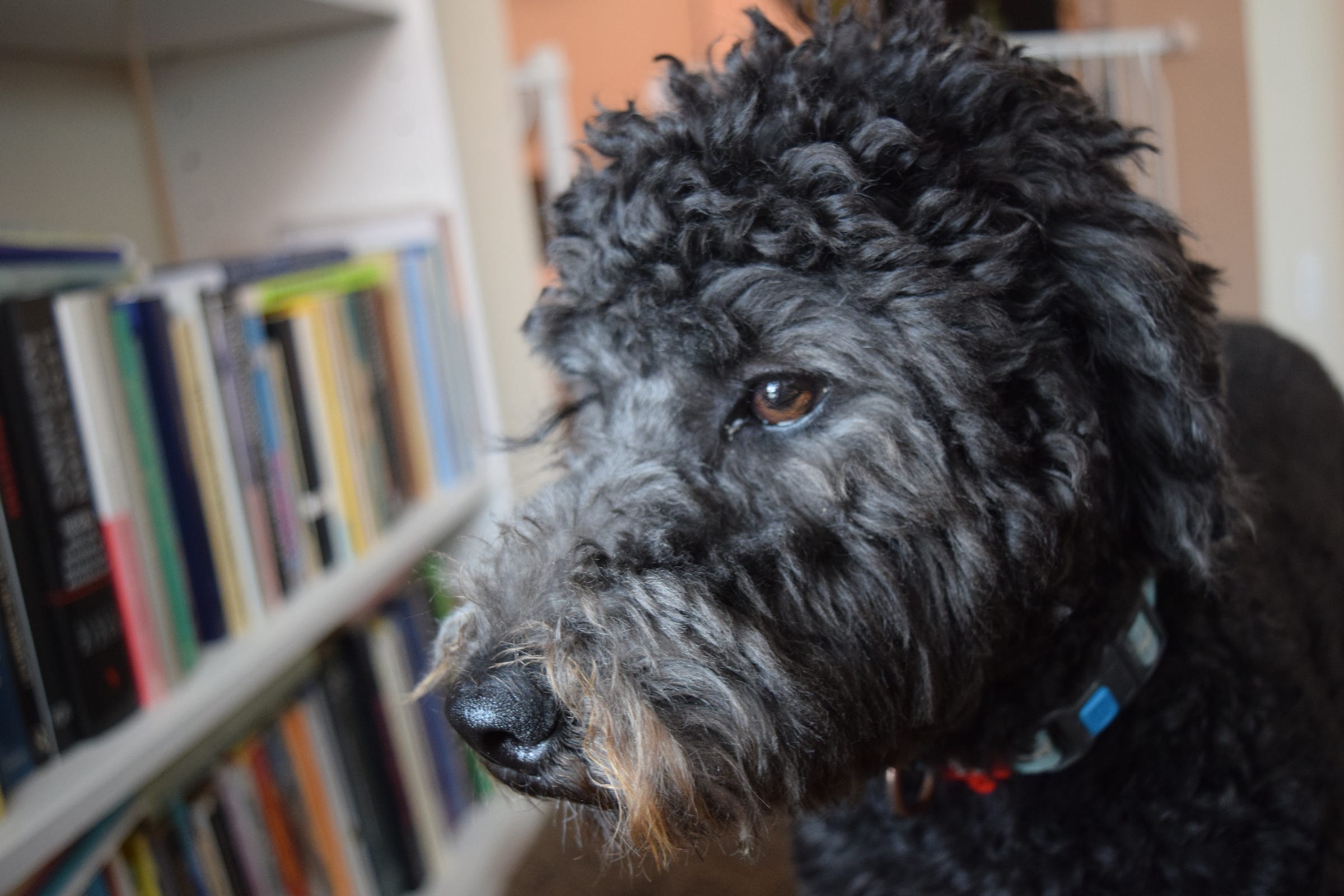 Joan Schwartz Medium