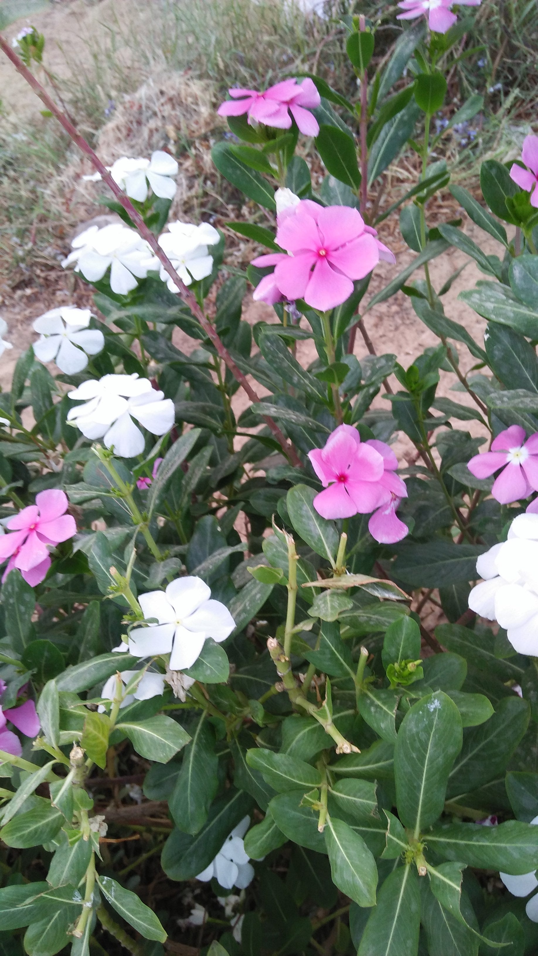 Bushra Raza – Medium