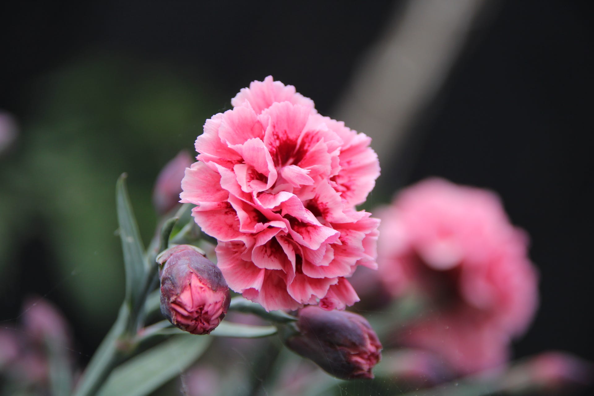 Phoebe Knox Medium phoebe-knox-medium