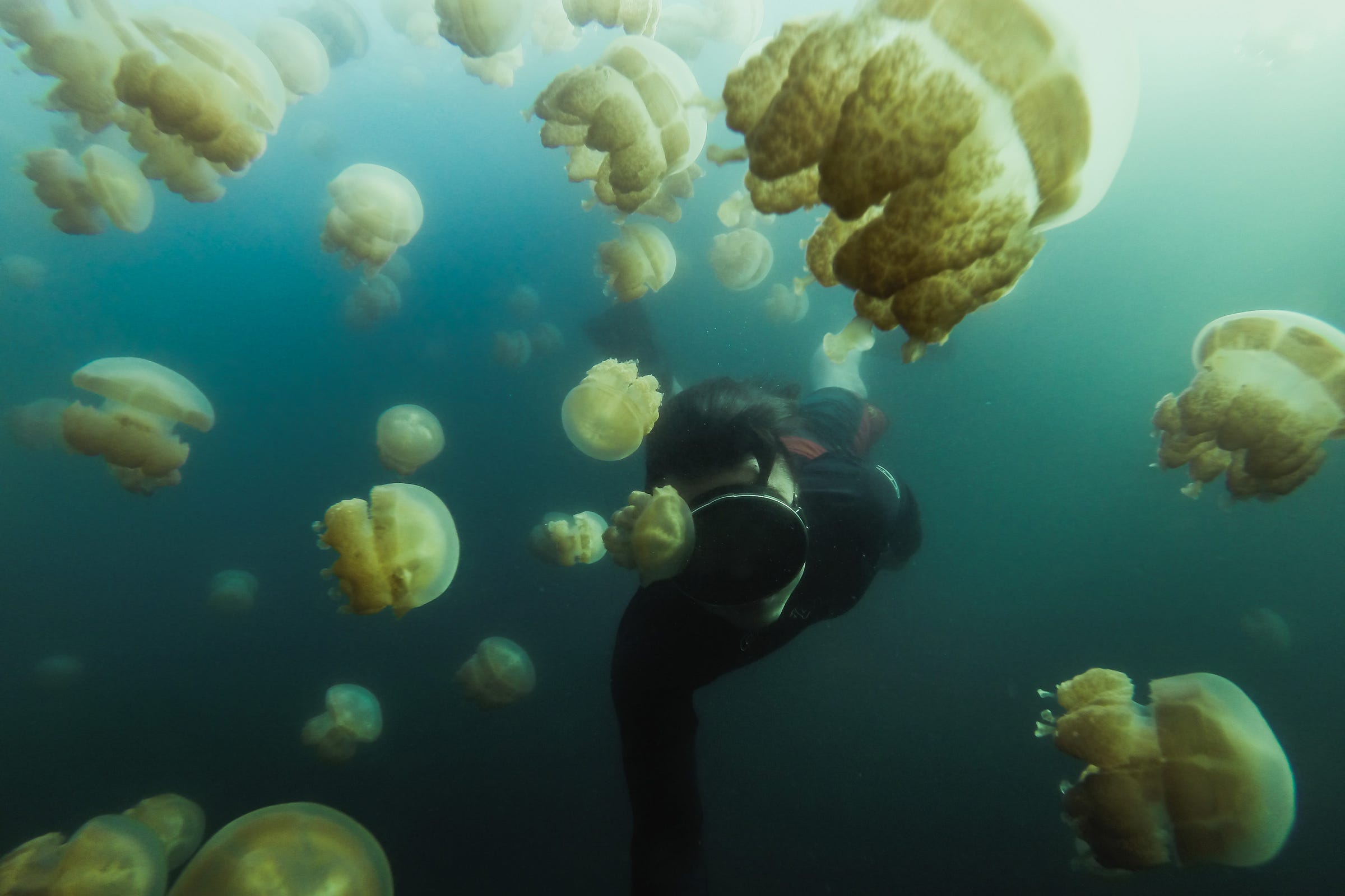 озеро медуз. эйл малк озеро. купается в медузах. морская оса медуза ожоги. купается в медузах.