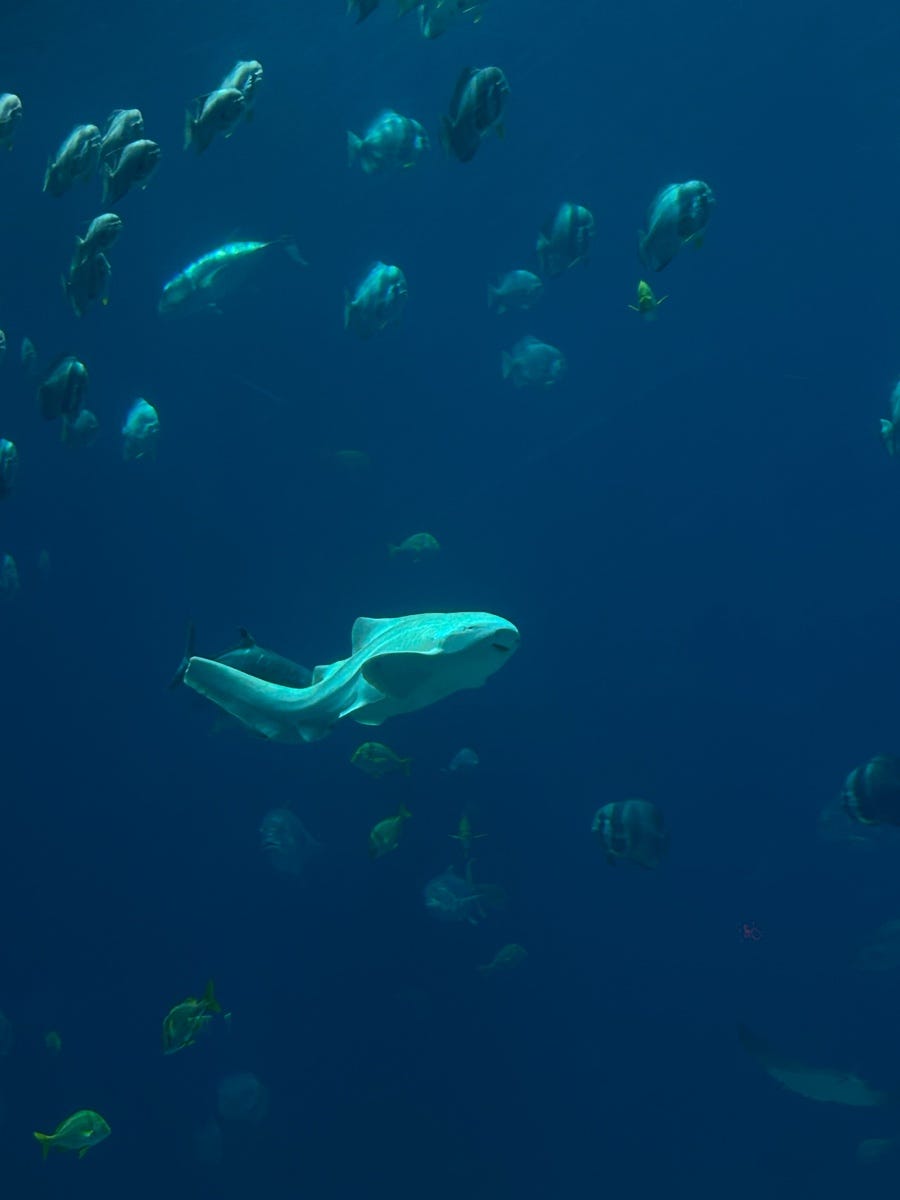 Izzy Medium izzy-medium