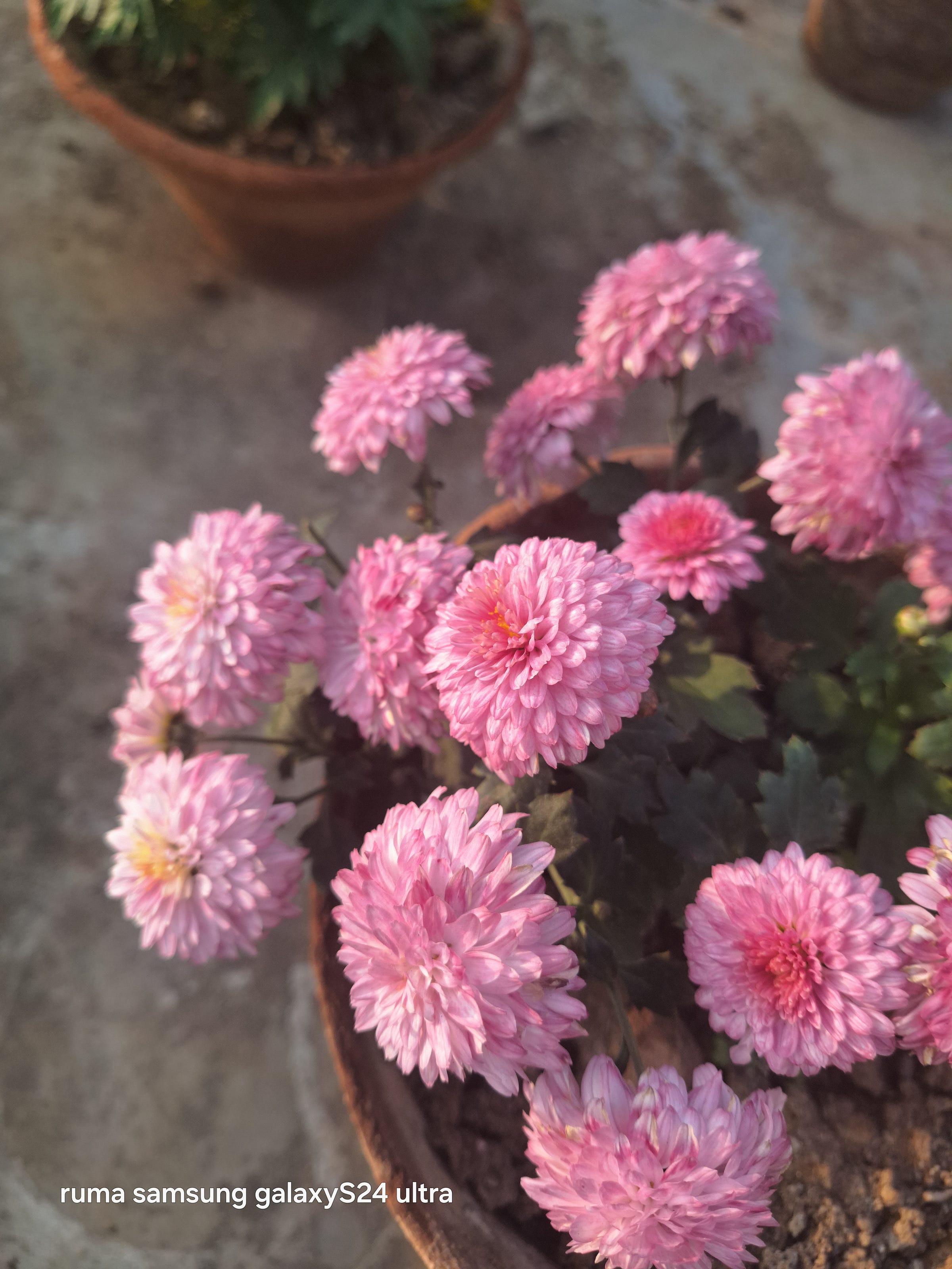 The Dream Diaries Medium the-dream-diaries-medium